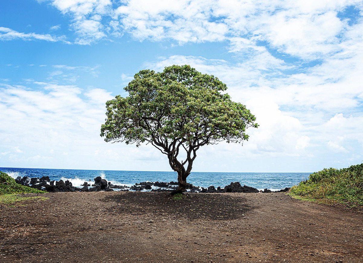 Meredith Jinks I Think I Found The Tree Jack Johnson Wrote His Album In Between Dreams Jackjohnson Landscapephotography Photography Roadtohana Maui Hawaii T Co F2zhpxcbil
