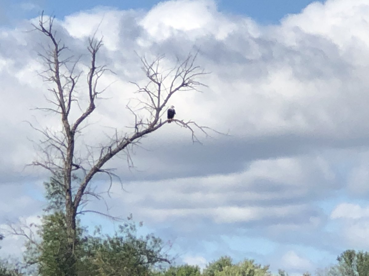 swells_sarah's tweet photo. Bald eagle sighted on today’s ride! #ThatsRare #HardToSeeInThePhoto #ButTrustMe https://t.co/eO9nkvxiWI