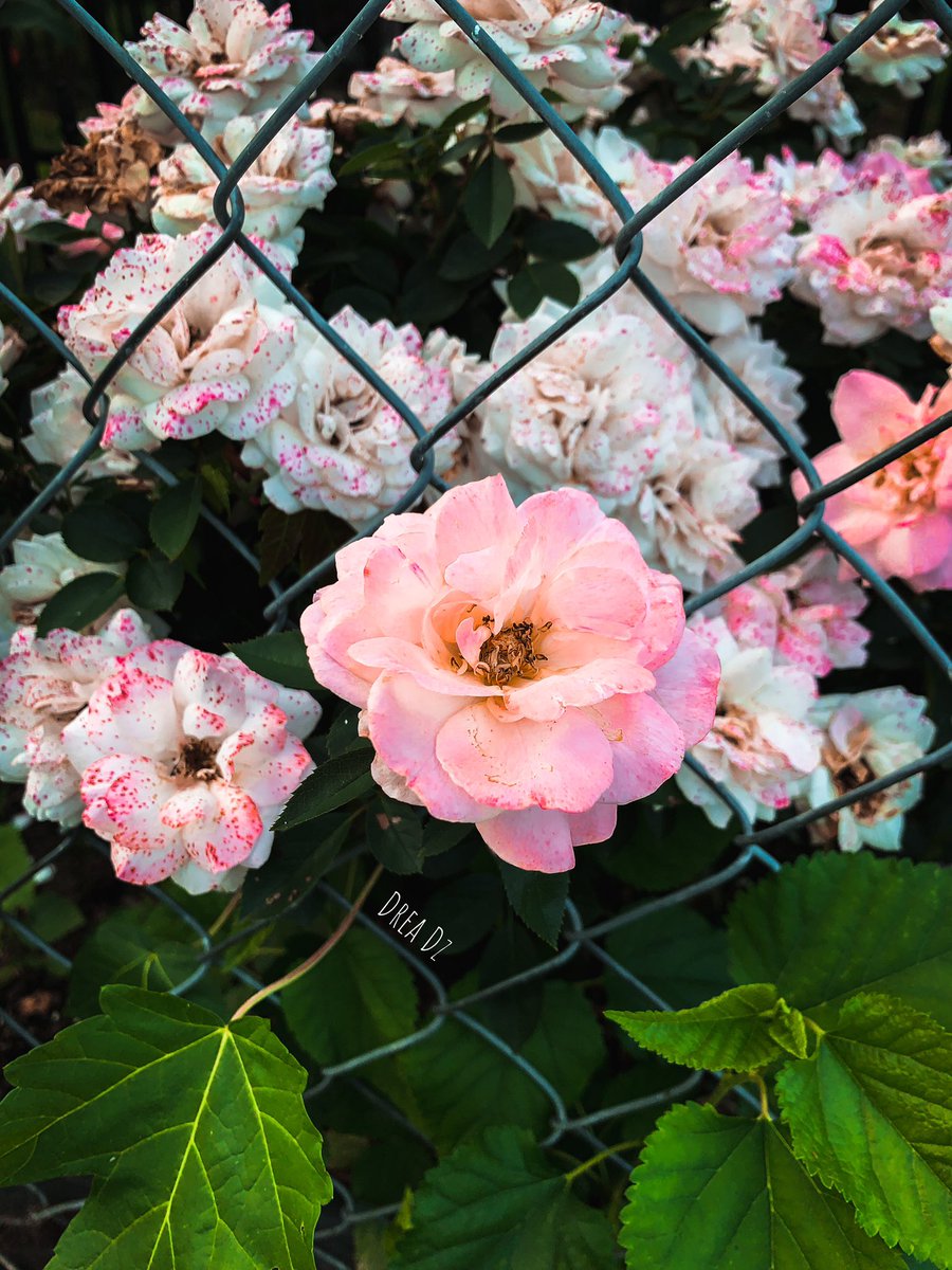 drea_dz's tweet photo. #naturephotography #naturelovers #naturewalk #nature #warm #summer #summervibes #picoftheday #greenery #pink #photooftheday #walk #sunnyday #hotday #flowers #flower_daily #flowerstagram #landscaping #sunsets #phonephotography #photography #forfun #inspiration #SaturdayMorning https://t.co/5pReXPms0n