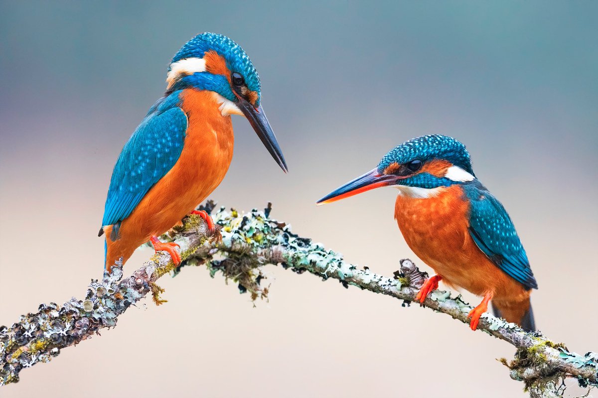 Two stunners in one image.