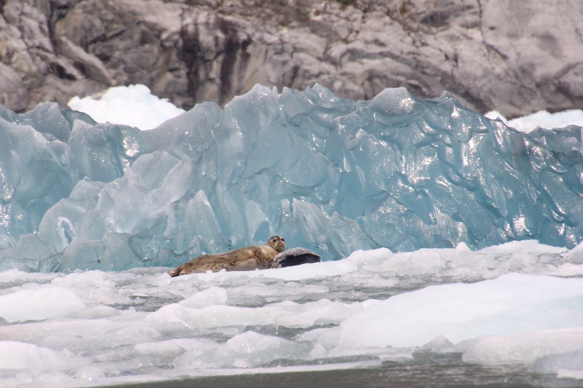 bearsNwhales's tweet photo. Part III of our blog on a trip to #Alaska #InsidePassage now posted. #Petersburg highlight was visiting and #kayaking near #LeConteGlacier. Spectacular. Many #seals and pups on ice floes. https://t.co/cAld55VUPm https://t.co/obA2iZqjBi