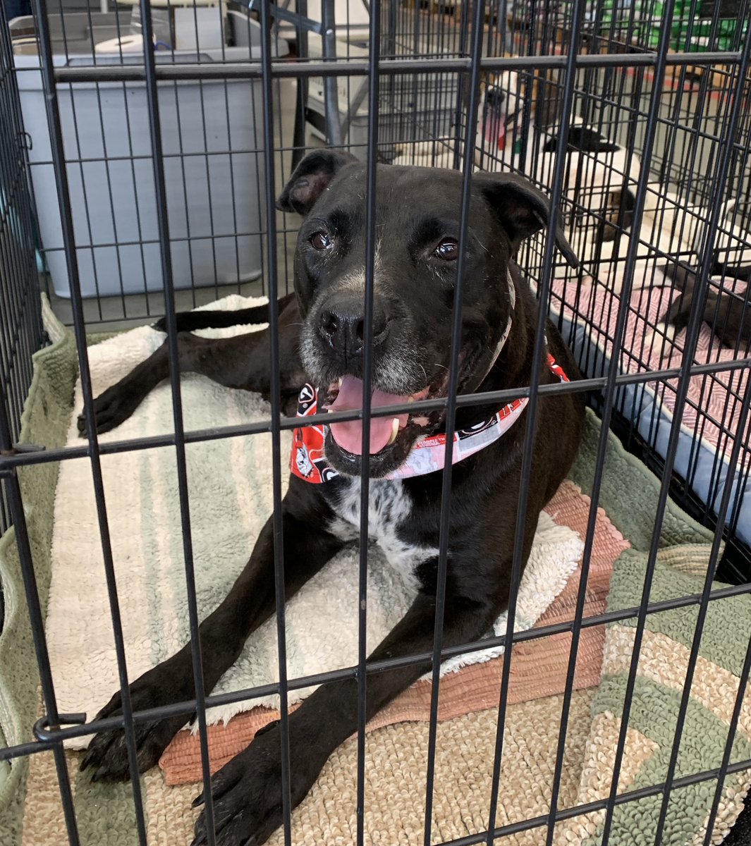MetterAnimalS's tweet photo. Here sits Hensley waiting on her #FreedomRide. Stop by #TractorSupplyStatesboro for a meet and greet. #MetterAnimalShelter #AdoptDontShop #SaveaLife https://t.co/hoqoXudGEM