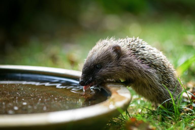 Lieve mensen, vergeten jullie niet om een bakje water voor ons neer te zetten? En met droge kattenbrokjes maak je ons extra blij. 🙏☀️🌡🦔❤ #hitte #hitteplan #waterforwildlife #egels #droogte