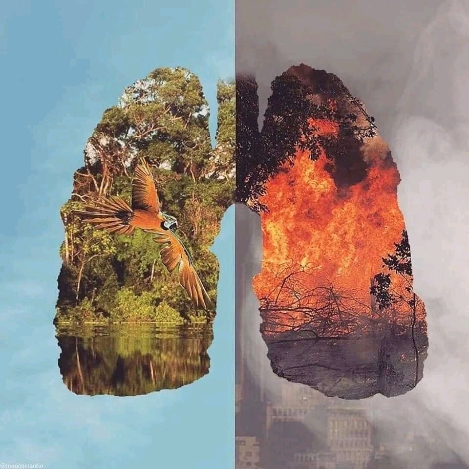 yenlam0712's tweet photo. Save the earth and save the green lungs...
#ARMYHelpThePlane 
#PrayforAmazonas https://t.co/WweOCqWreK