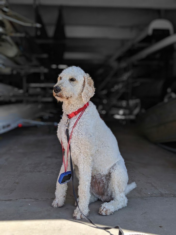 girlontheriver's tweet photo. Because every dog should have its own stroke coach... #rowingdog https://t.co/S94jbOXQTn
