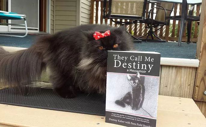 Destinykalser's tweet photo. My Meow-Moirs They Call Me Destiny (Book 1) is  30% Off in Honor of Black Cat Appreciation Day THIS OFFER ENDS Tuesday AUGUST 27th😻#PromoCode  TCMD30 @  Books2Cherish website 👇🏻 #caturday #SaturdayMotivation ❣ https://t.co/72z384wyyp https://t.co/rkNJDwdXR5