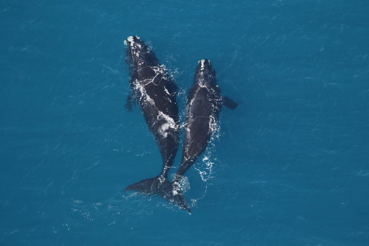 Sea_Dome's tweet photo. Did you know there's less than 400 North Atlantic right whales? North Atlantic right whales are currently one of the most critically endangered populations of large whales in the world. Learn more about these beautiful creatures by visiting the Halifax Sea Dome. https://t.co/0c133PgLGl