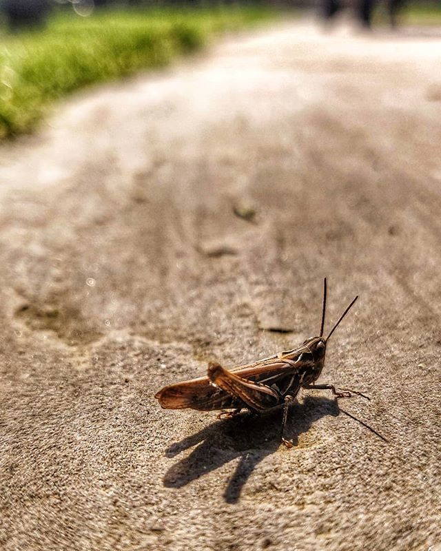 paddy_wight's tweet photo. Pausing before a hop
#nature #naturephotography #macrophotography #macro #grasshopper #bugsofinstagram #bugstagram #minibeasts https://t.co/cbGTCu1UCk https://t.co/ufhjo5Own2