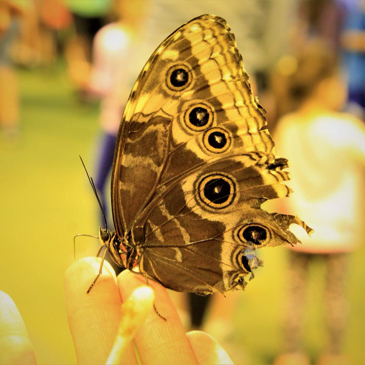 SDA_Ltd_IoW's tweet photo. Some more pics of #Minnesota #statefair 2019....
#food #festival #FoodOnSticks #minnesotastatefair #Photography #Canon #Eos #DSLR https://t.co/t8pcRNJFqn
