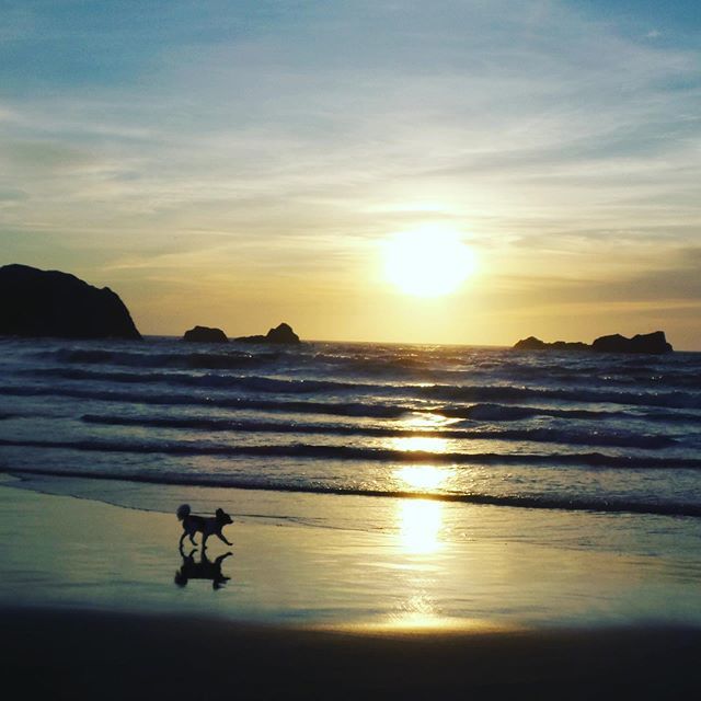 authorkaseylane's tweet photo. He’s just a dog standing in front of a seagull... #oregonisshowingoff #oregon #oregoncoast #facerock https://t.co/9xy0QuWVGE