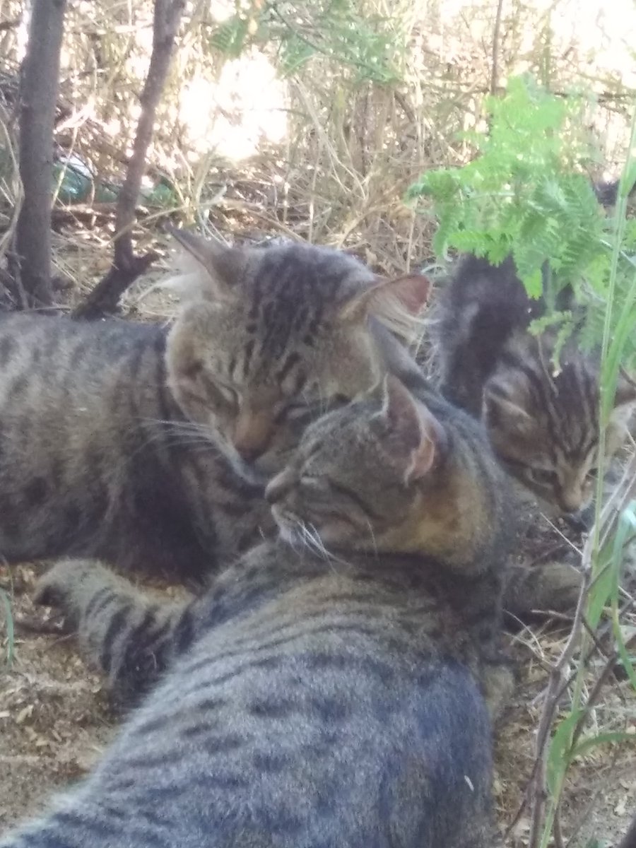 zintkala_ska's tweet photo. 💕Family Portrait.💕🐱🐱🐱
💕Feel the love💕~LWB photo
#Caturday https://t.co/DF698CbwlN