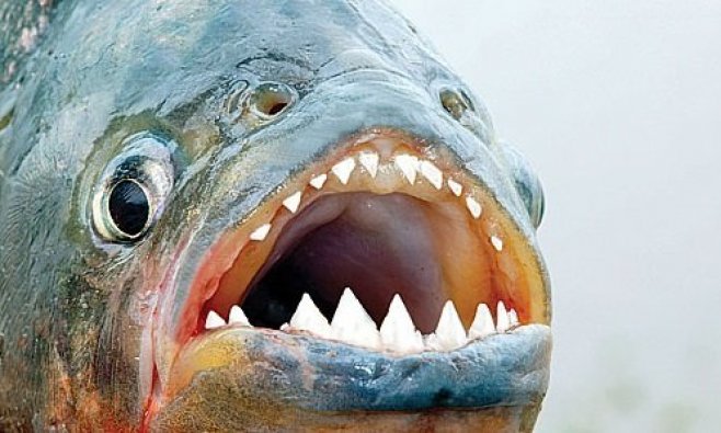 Vedat Muriqi golcü diye aldık, pirana çıktı (...)