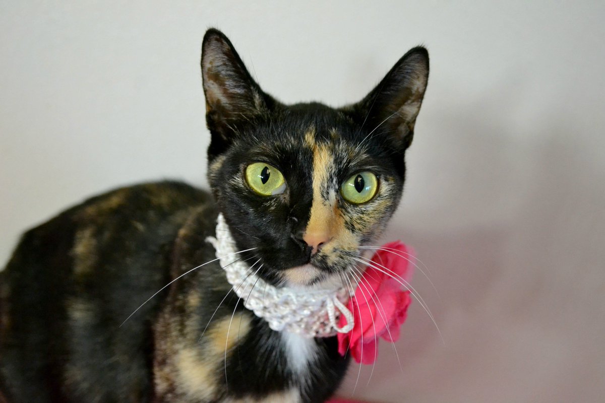 CollinCountyAnimals tweet media