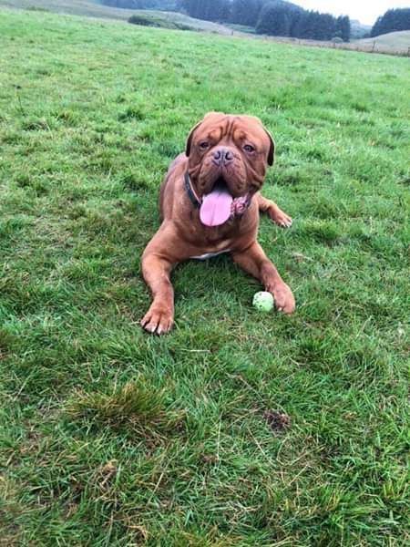 NWDogRescue's tweet photo. Please RT to help me find my furever home.
You'll find all my details and an enquiry-form here
https://t.co/l3leMZAzqv https://t.co/le69GZXzqZ