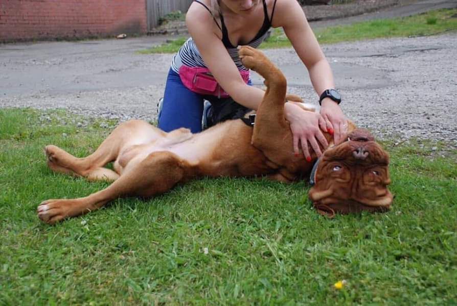 NWDogRescue's tweet photo. Please RT to help me find my furever home.
You'll find all my details and an enquiry-form here
https://t.co/l3leMZAzqv https://t.co/le69GZXzqZ