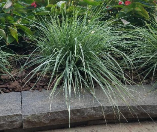 day_yard's tweet photo. What Will You Plant In Your Annual Flower Bed This Season? Visit Everyday Yard To See My Review Of The Carex, The Perfect Addition to Any Flower Bed! https://t.co/RqbKmLyLw4 #Plants #Gardening #Landscape https://t.co/ecA4cZ4q8Z