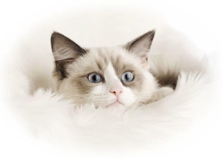 CuteCatsStore's tweet photo. Eyes and Ears
Your cat’s eyes are very expressive. Sudden dilation of the eyes indicates they are extremely happy.

A cat is also in a happy-place when his or her ears are facing forward, but tilted back just slightly. https://t.co/JRXLsuklA9