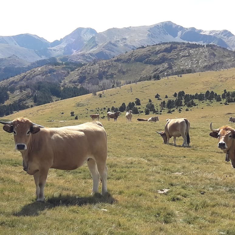 alexanderrclay's tweet photo. Wonderful few days exploring the Pyrenees-Orientales with @PlasyBrenin, including its highest summit, Puig Carlit (2921m) @BAIML #internationalmountainleader #iml #pyrenees #plasybrenin #pyb #explore #nature #outdoors #adventure #puigcarlit #summit #assessment #callthiswork https://t.co/LzSlwoIvhp
