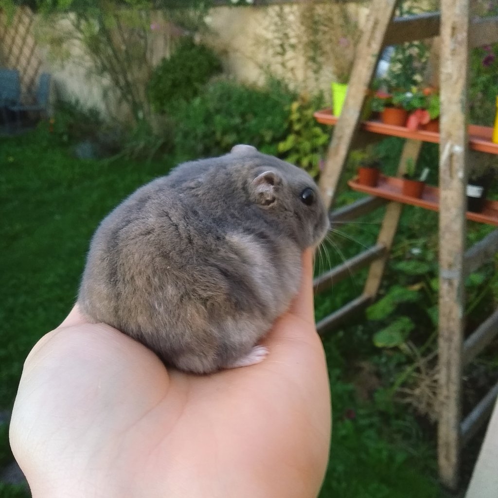 HamSesame's tweet photo. Sesame got some fresh air one warm evening 🌄 

#hamster #cutepets #hamsters #pethamster #dwarfhamster #CutenessOverload #smallpets #sesamethelilham #hamsesame https://t.co/wHbhjX22Mz