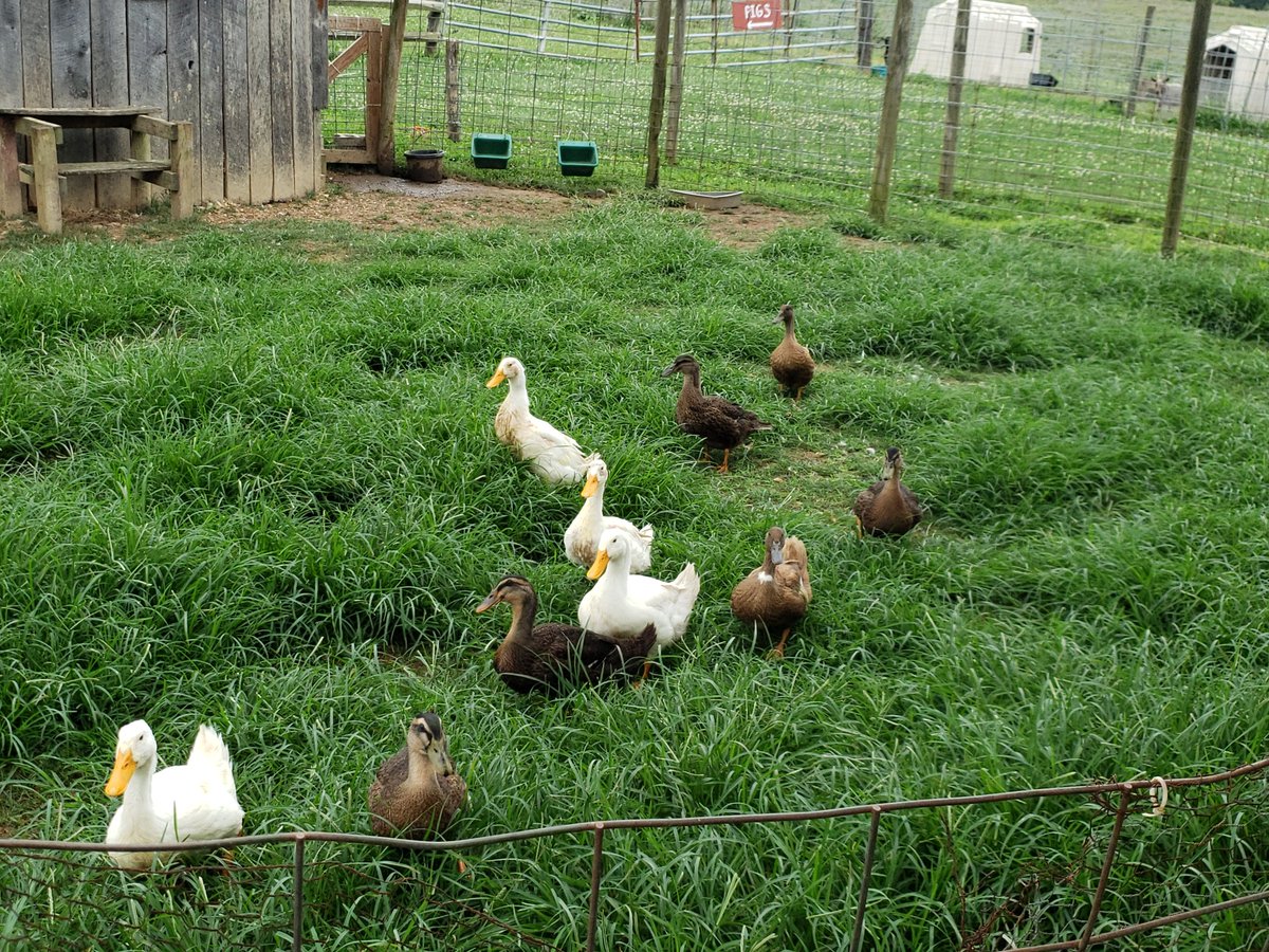 Sweetapple Farm is scheduling school field trip tours for the fall season!  Email us at sweetapplegoats@gmail.com or call  740-678-7447!