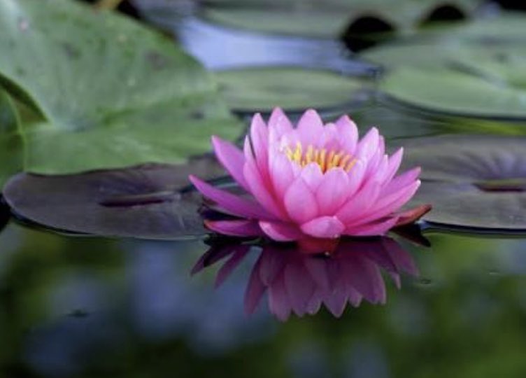 🌺 Blossoming 🌼 tweet media