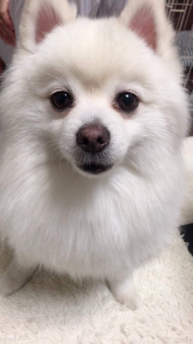 白いポメラニアンのぽまる Pomaru White Twitter