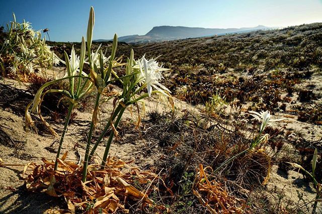 Sekdo's tweet photo. Giglio di mare a Baia delle Mimose. Sembra si essere in Texas? 😁
 @giusicasada in una sua foto racconta una storia molto interessante su questo fiore. #pancratiummaritimum #gigliodimare  #nature #italiainunoscatto #flowers #wildflowers #ig_perlas  #s… https://t.co/gFJCO2KdOj https://t.co/khBqkTC9yo