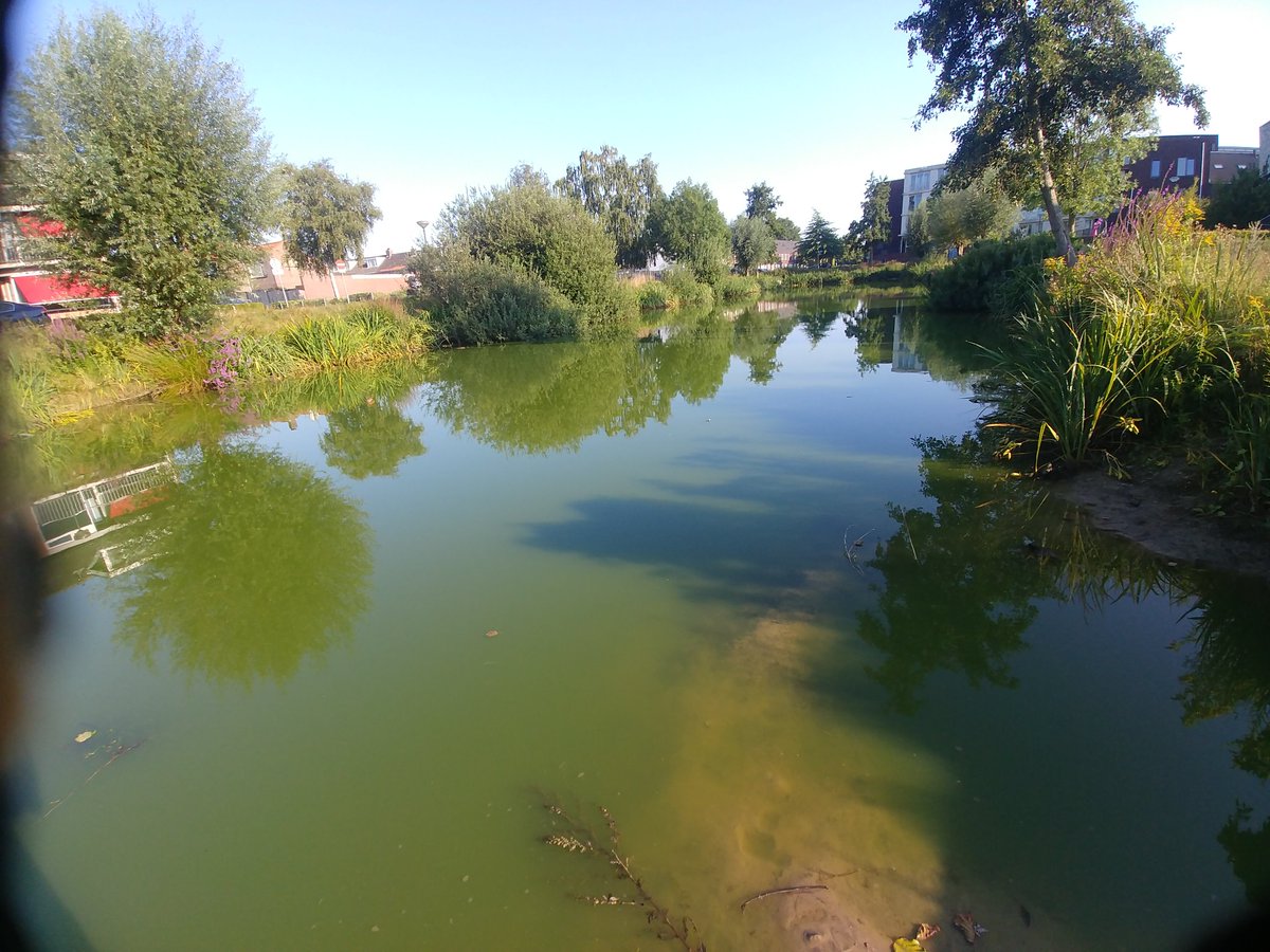 Cyanobacteria flourishing in pond that has been 'treated' with 'magic effective microbes muddballs' some years ago. Clearly a failure. Effective microbes cannot control cyanoblooms! #LakeRestoration