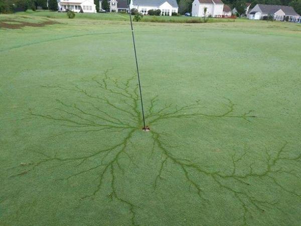 Mohawk can help you reach out and touch the hole from farther away than you thought possible.

Drop Bombs like God with a Mohawk 3D Golf Aligner

mohawkyourballs.com/blogs/news/dro…

#golf #golfishard #puttingisharder #MohawkYourBalls