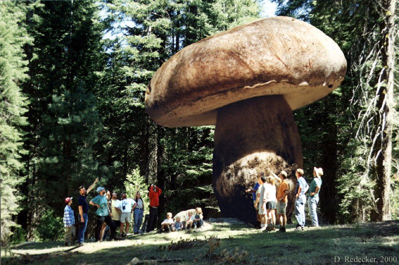 KatherineFletch's tweet photo. @AaronOfMavis world’s largest mushroom https://t.co/L5FK4m0Boa