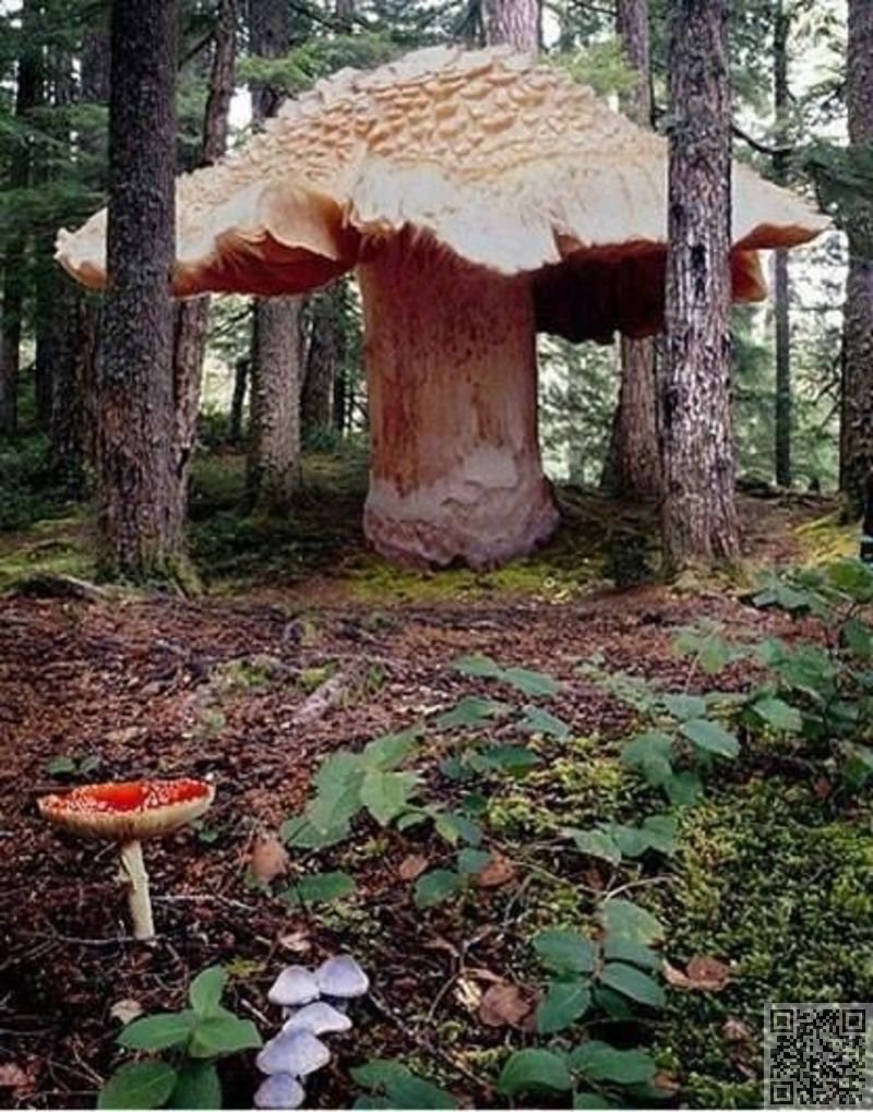 KatherineFletch's tweet photo. @AaronOfMavis world’s largest mushroom https://t.co/L5FK4m0Boa