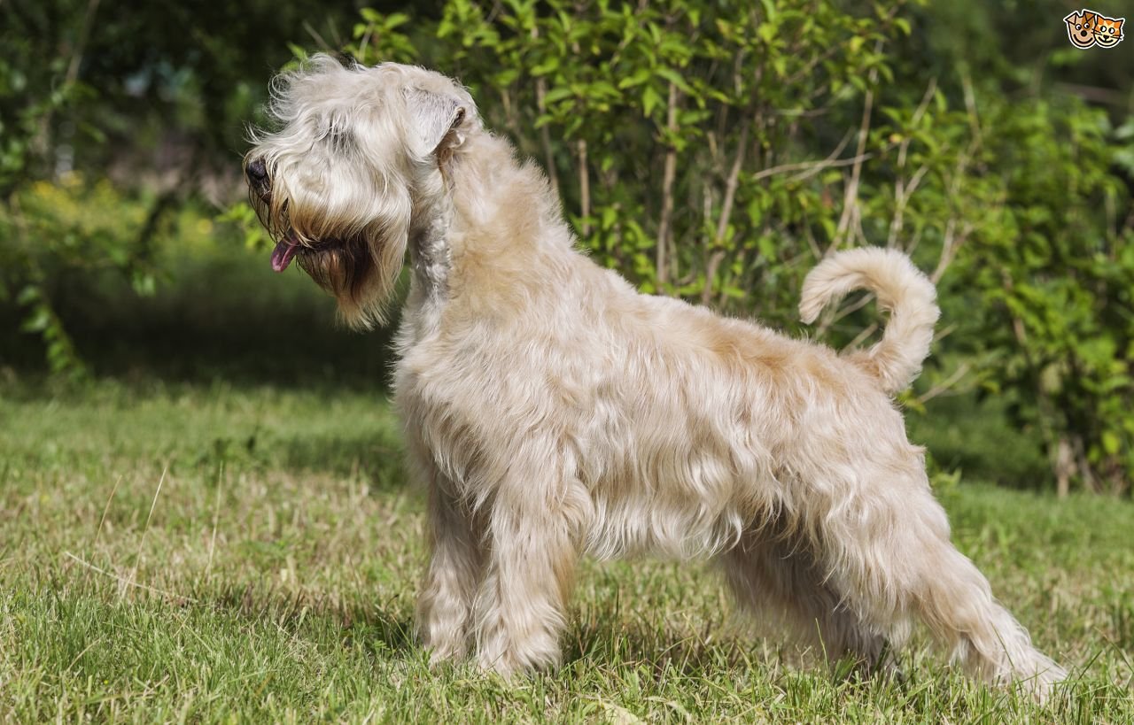 Irish History Bitesize On Twitter The Wheaten Was Bred In Ireland For 200 Yrs To Be An All Purpose Farm Dog Share Common Ancestry With Kerry Blue Terrier Irish Terrier But Were