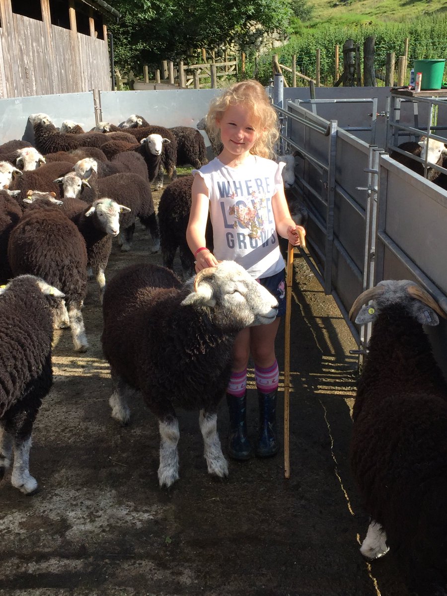 Crookabeck Herdwicks tweet media