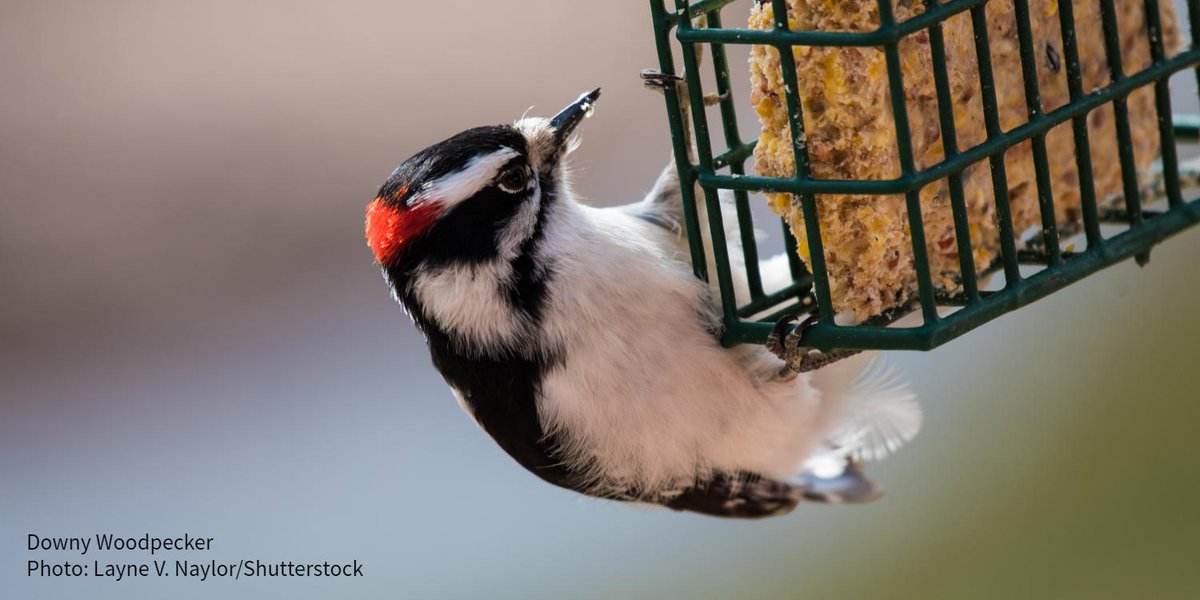 Audubon Society On Twitter Looking To Create A Haven For The