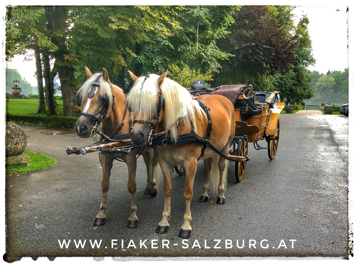 Fährt mit unseren Festspielgästen vom Schloss Leopoldskron zum Mozarteum zum Abendkonzert! #fiakerfahrt #fiakersalzburg #fiakerfamiliewinter #salzburgerfestspiele #salzburgerfestspiele2019 #konzert @schlossleopoldskron @stiftungmozarteum @fiaker_salzburg 
fiaker-salzburg.at