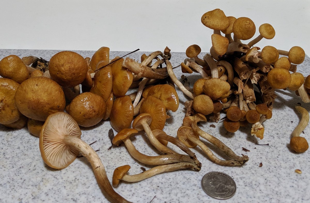 dinosaur tweet media