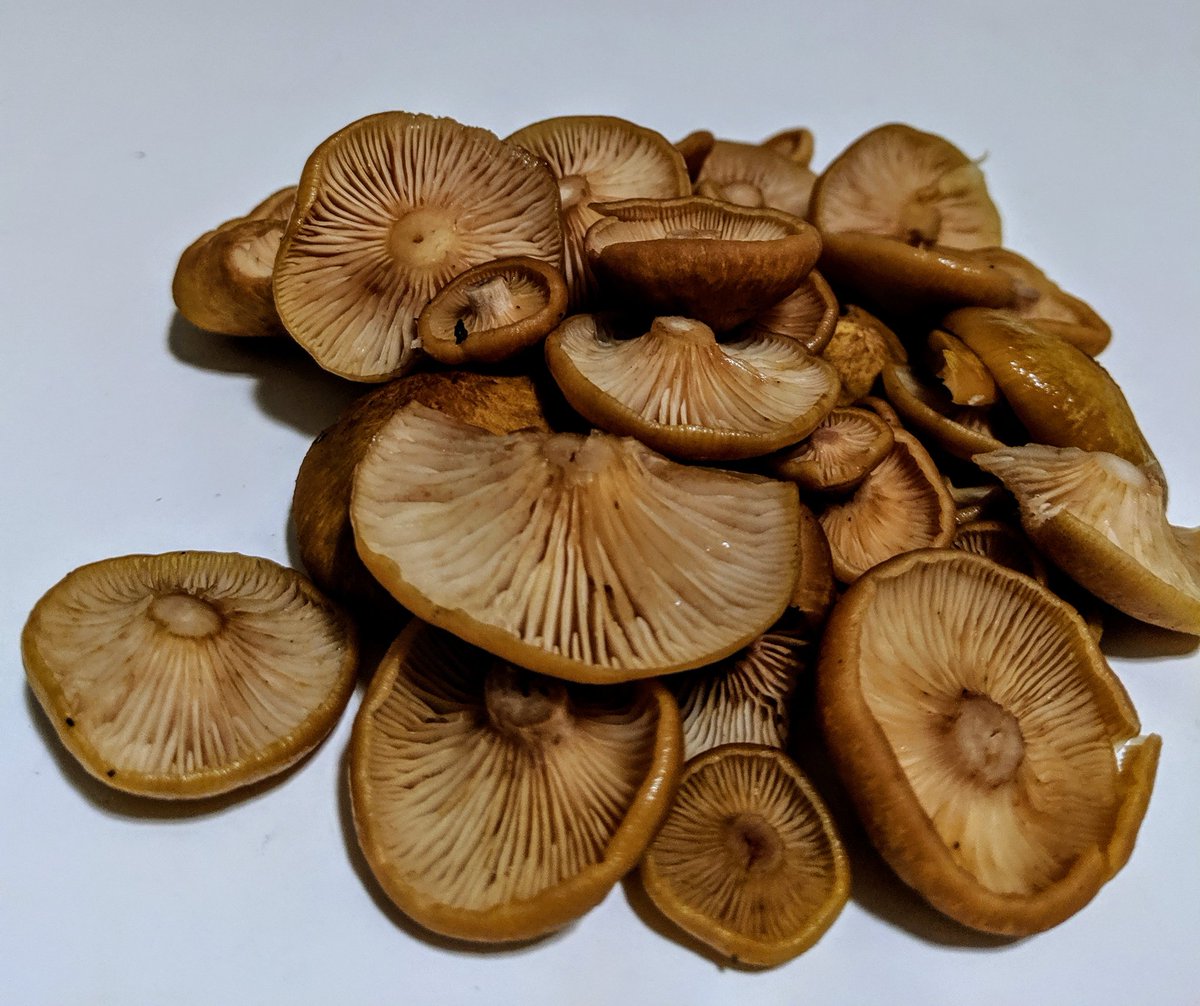 dinosaur tweet media