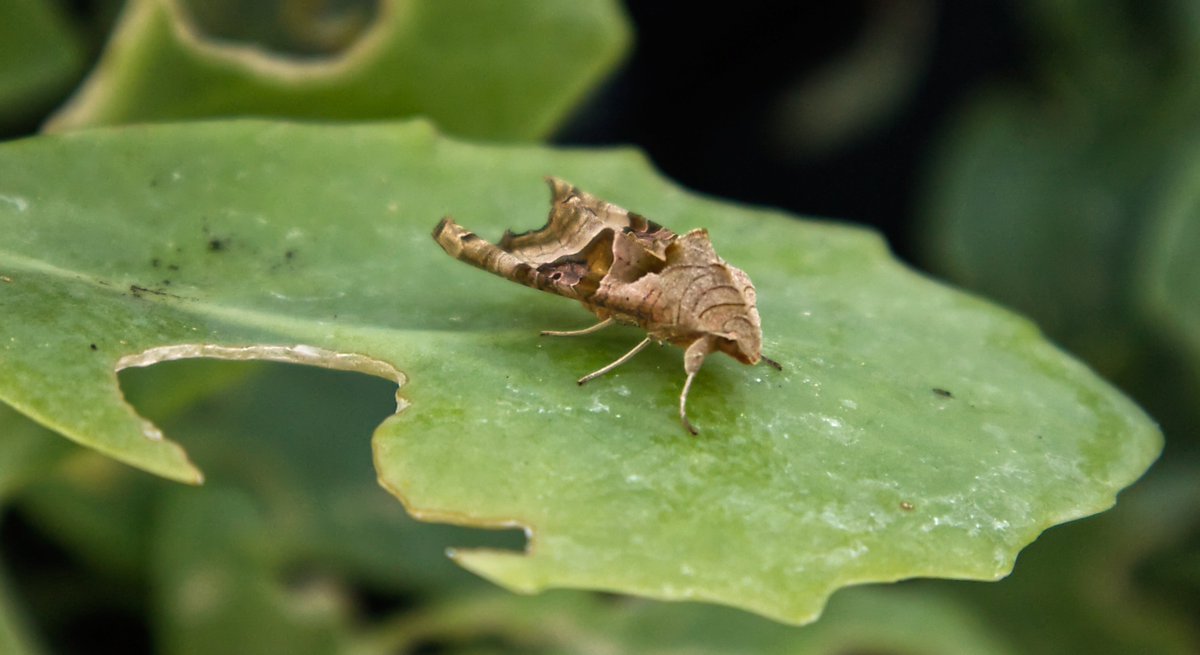 buzzandflutter's tweet photo. Is it a leaf? It certainly looks like one! Very underappreciated, but a vital pollinator, hard at work whilst we're in bed.
Thank you for posing so beautifully!
#letscreateabuzz #moths https://t.co/tIej0zKnCZ