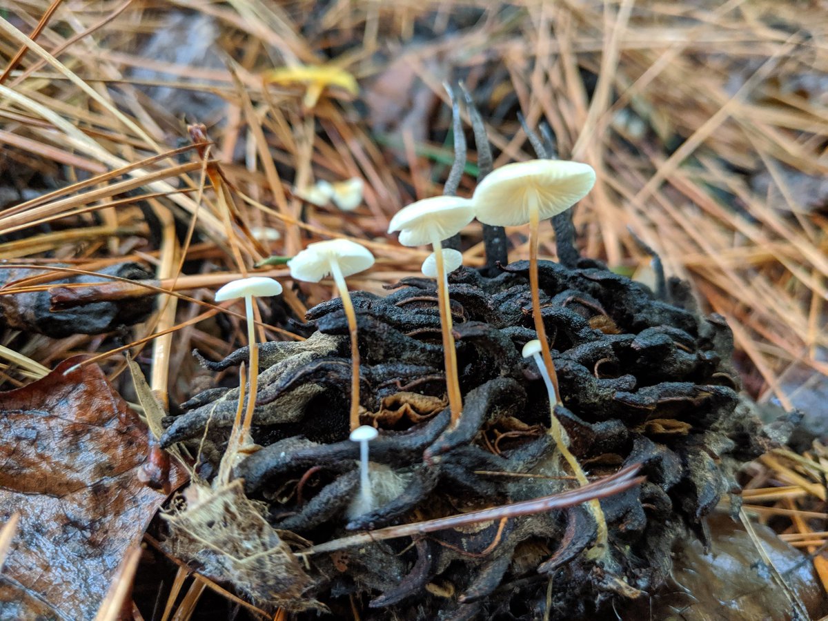 dinosaur tweet media