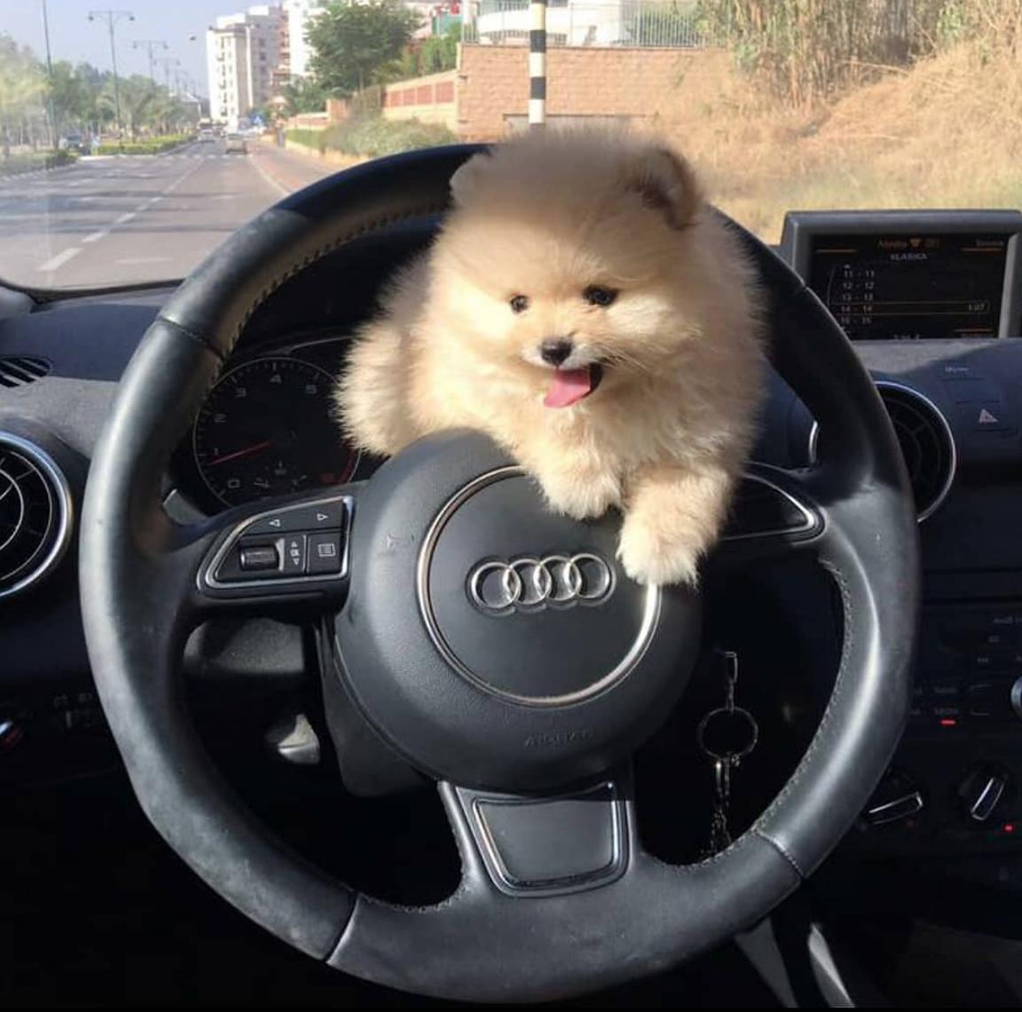 tony as poms (@tonyaspoms) on Twitter photo 