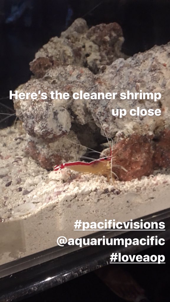 MacKidWalnut's tweet photo. Cleaner shrimps can give you a marine manicure. They eat the dead skin off your hands...tickles lol @AquariumPacific #loveaop #pacificvisions https://t.co/kQKE3c4og4
