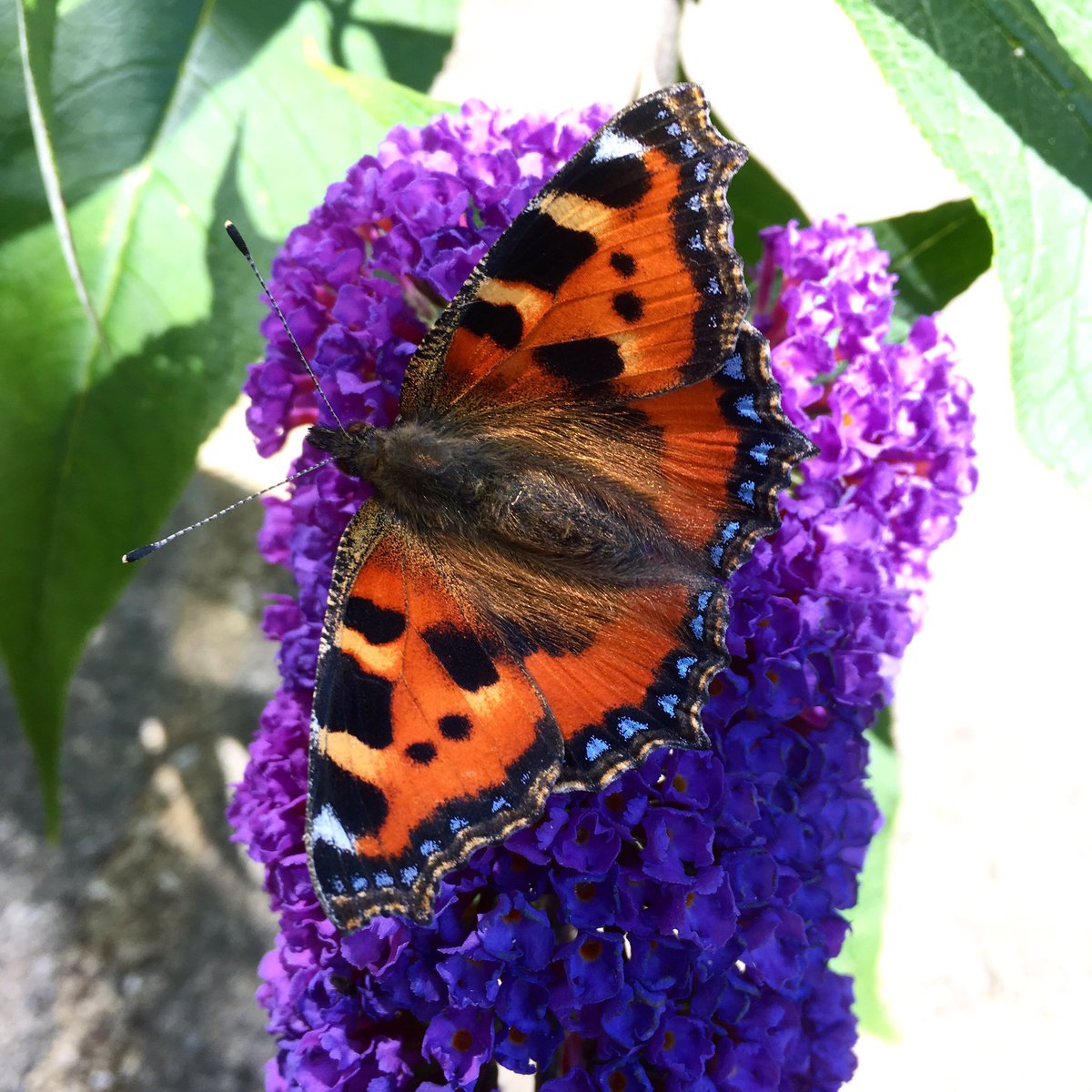 AliceMillin's tweet photo. Beautiful Tortoiseshell Butterflies 🦋 they just love Buddleia! 🌸 #quietinthewild #mycountrysidetonic #embracingtheseasons #naturephtographylover #mothernaturesbeauty  #lovenaturesbeauty https://t.co/D1ev9iOhMY