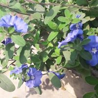 ProfullaChandr4's tweet image. 