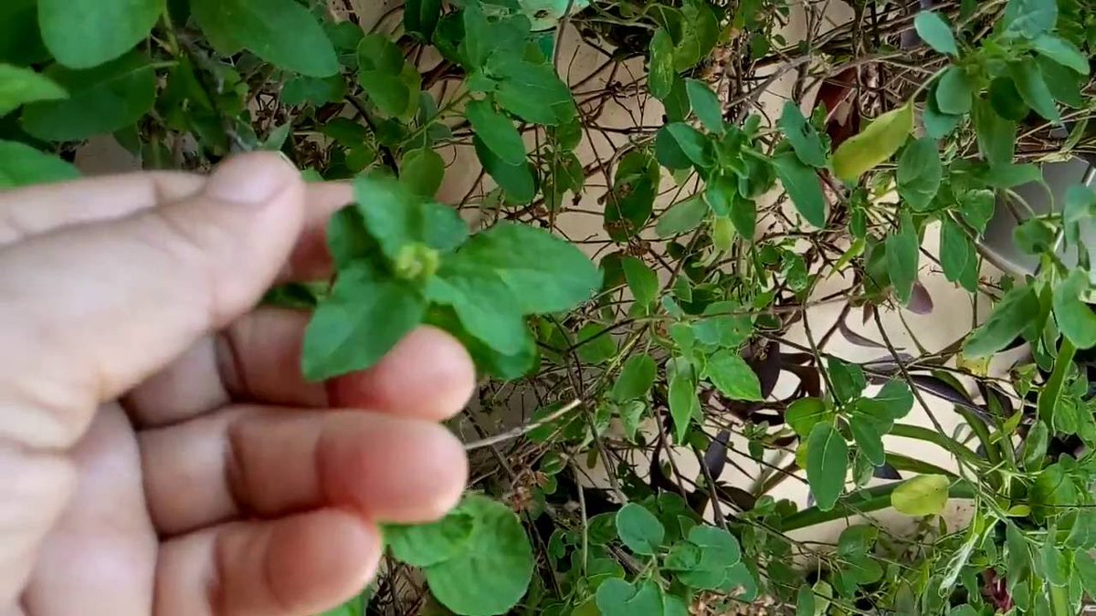 ProfullaChandr4's tweet image. 