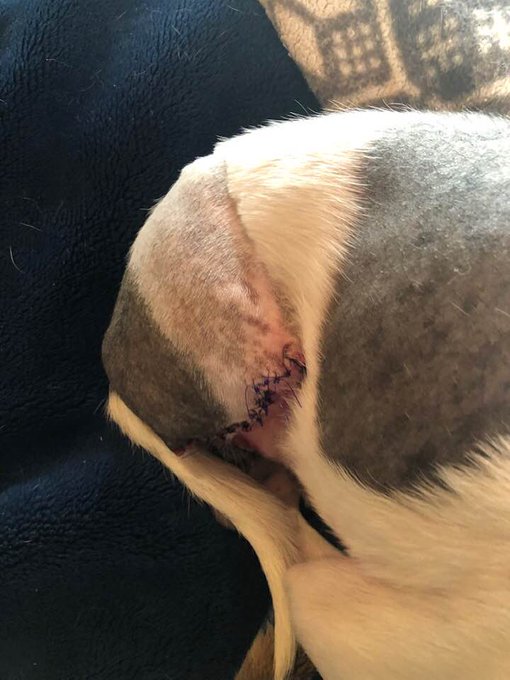 here are some pic of harleys leg he had it removed wed... hes feeling a little better ...thank u everyone