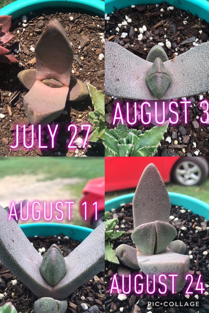 sasssifrasss's tweet image. By far the weirdest plant I’ve ever had. #succulent #splitrock #changingfast