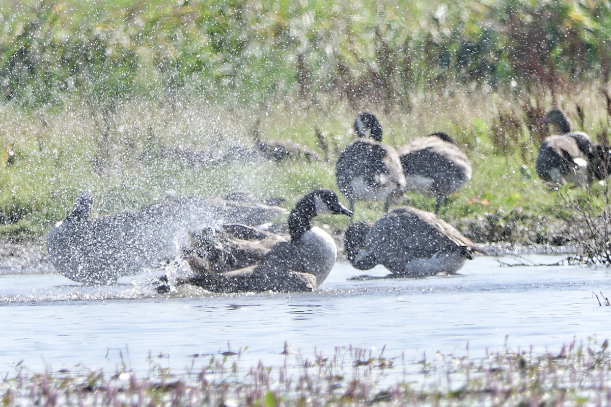 GeesjevdBerg's tweet photo. Macho de gans!
Ik denk dat ik vandaag de enige echte Macho onder de ganzen heb gespot. Jeee, wat een uitsloven zeg! Of de andere ganzen nou echt onder de indruk waren, daar twijfel ik aan. Ze lieten het niet blijken in ieder geval 😄
#Reevediep #Kampen
#kajaking #canadesegans https://t.co/XuE8mi11pS