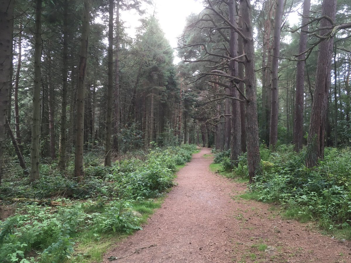 sarahmarley86's tweet photo. Day 10: Review for Frontiers completed and final edits on a draft manuscript back to first author. Reward? Chasing squirrels in the woods #RealHoliday 8, #AcademicHoliday 3 https://t.co/fSPxmvRzOP