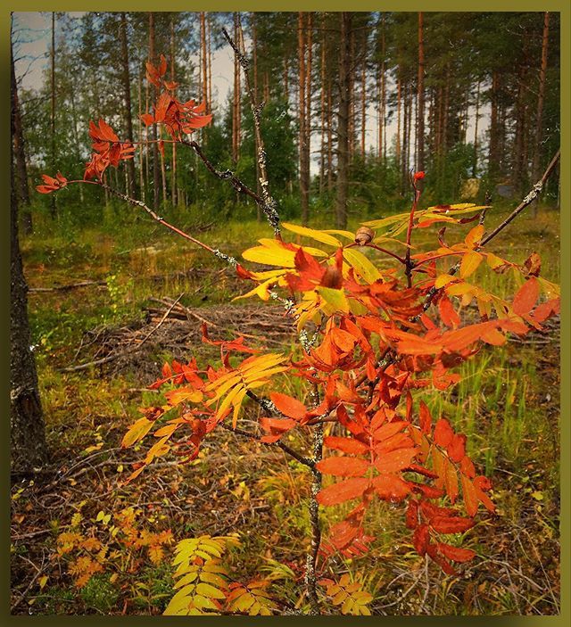 paspah's tweet photo. #seasons #ruska #fallcolors #pihlaja #rowan #woods #ic_trees #fantastic #trees #tree #branch #wood #treeporn #instadaily #instanature #branches #nature #forest #leafs #scenery #treesrock #green #beautiful #ilovetrees #treescollection #gf_daily #amazing #gorgeous https://t.co/cxcoC2h2GL