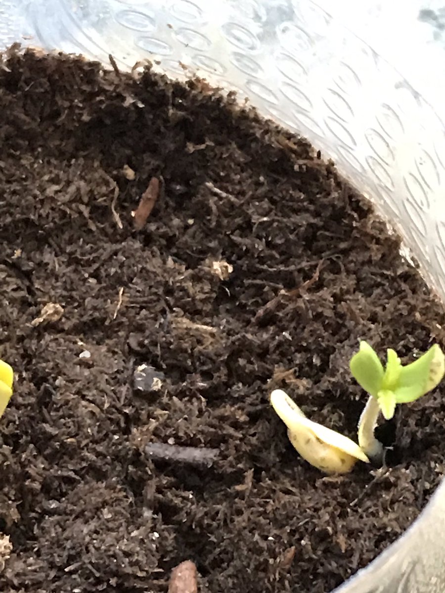 LeafPotionChef's tweet photo. #faith #skill #igotthis #open #🚪# close behind me #just #me #cbd #cannabis 📈📊📖🧪🎤 #make the world #place #opportunities take them before it's #late #dreams https://t.co/vNTSKZRFup